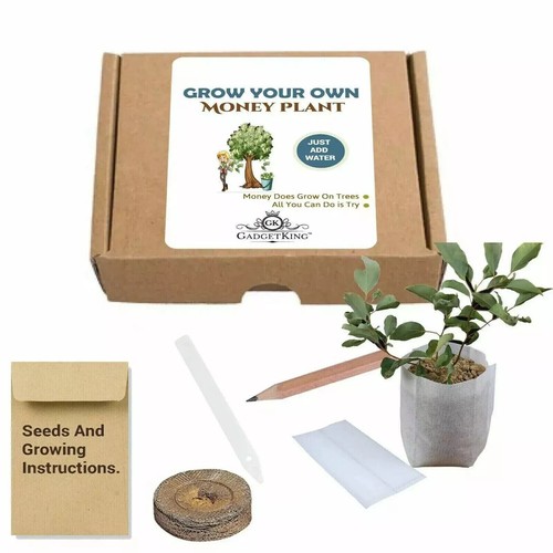 Money tree gift idea - idea, present