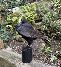 TAXIDERMY SKULL  Crow HALLOWEEN Larger Than Most not A raven GOTHIC 🎃 🖤