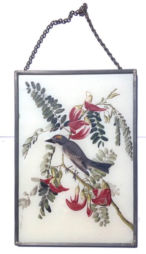 Audubon gray kingbird x - audubon, 9"
