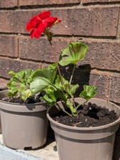 Zonal Red Geranium Plug Plant | Healthy UK-Grown Young Plant for Garden & Pots
