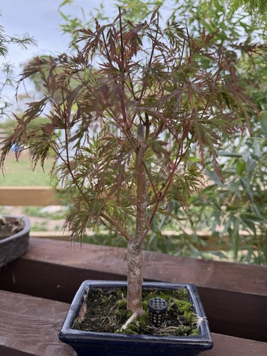 Japanese maple acer - japanese, pre-bonsai