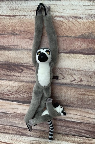 Ring tailed lemur - lemur, baby