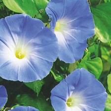 Ipomoea ‘Heavenly Blue’