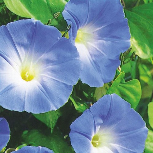 Ipomoea heavenly blue - ipomoea, blue’
