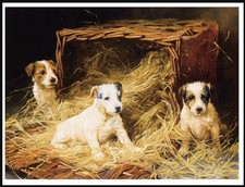 Jack russell terrier puppies - russell,