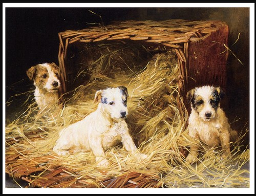 Jack russell terrier - jack,