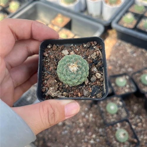 1pcs 5cm seedgrowth cactis - 1pcs, 2.5cm