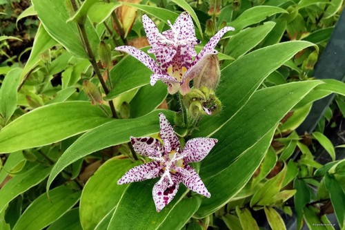 Toad lily variegated tricyrtis - variegated,