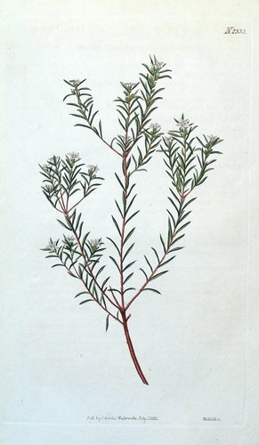 Original antique botanical - antique,