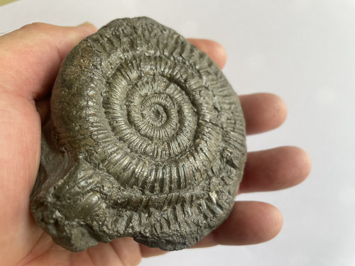 Dactylioceras pyrite ammonite - dactylioceras,