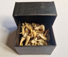 A BOX OF FOSSIL SHARKS TEETH