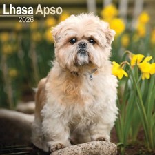 Lhasa Apso Calendar 2026 -