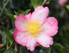 Camellia sasanqua Rainbow  2L