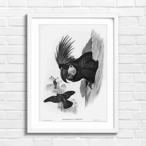 Black cockatoo nesting art - cockatoo,