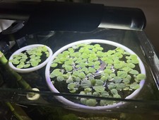 Floating Aquarium Feeding Ring