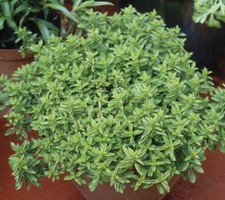 Marjoram Compact Oreganum
