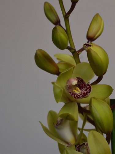 Summer pearl green cymbidium - pearl, |