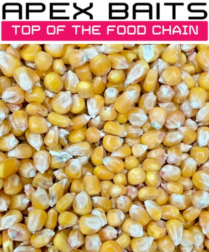 Maize seed carp - maize, fishing