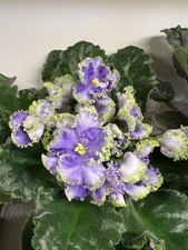 African Violet  ‘Reigning