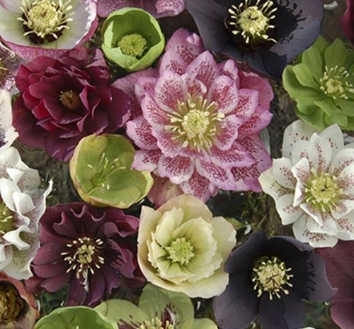 Mixed hellebore christmas - 2,