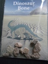 Dinosaur Bone Fossil Fragments