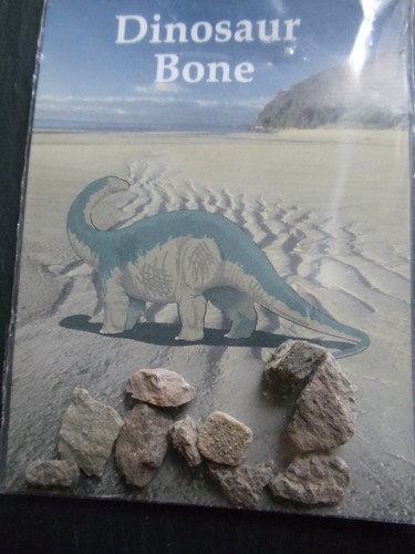 Dinosaur bone fossil fragments - dinosaur,