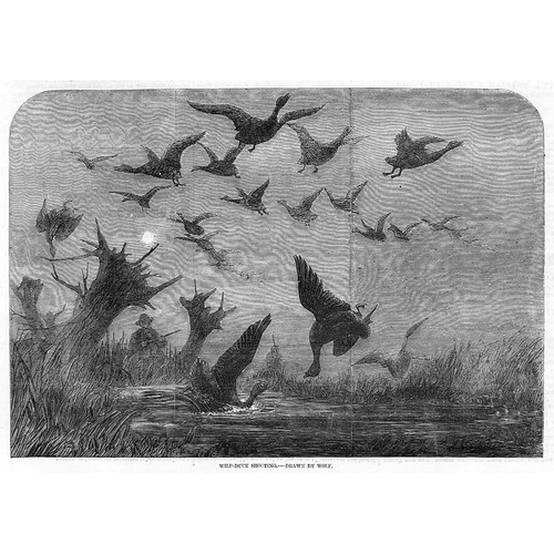 Hunting wild duck shooting - shooting,