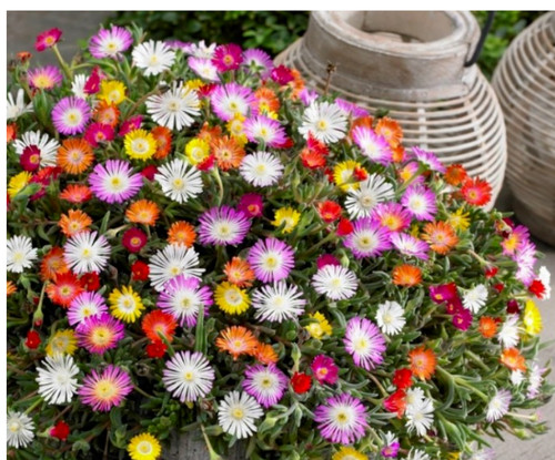 Delosperma alpine plant ice - delosperma,