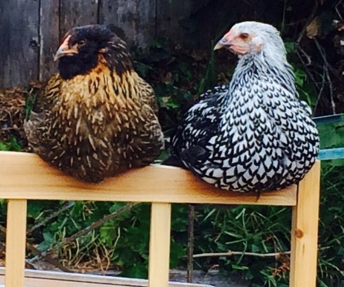 Eggs includes 3 olive - eggs,