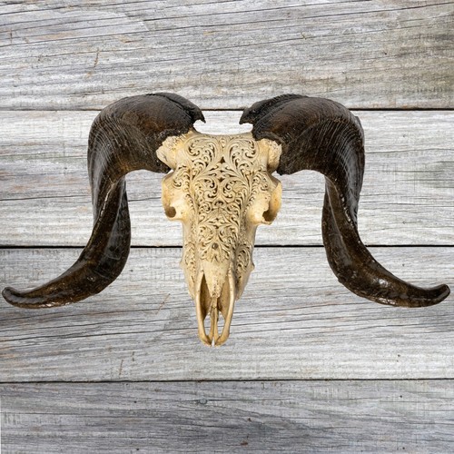 Ram skull horns wall hanging - &,