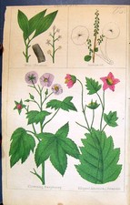 Old C1850 Botany Clark Herbs Plants Wild Cinnamon Navelwort Raspberry Victorian