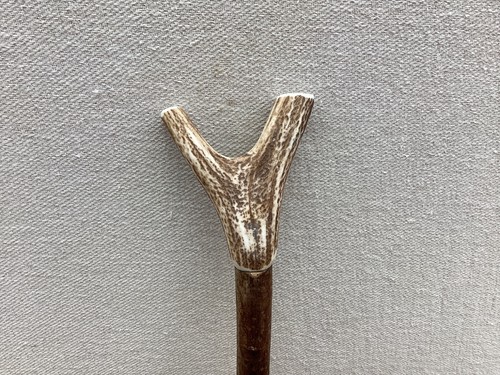 Red deer antler walking - deer, hazel