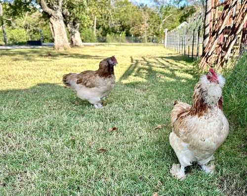 Chicken hatching eggs - 6+,