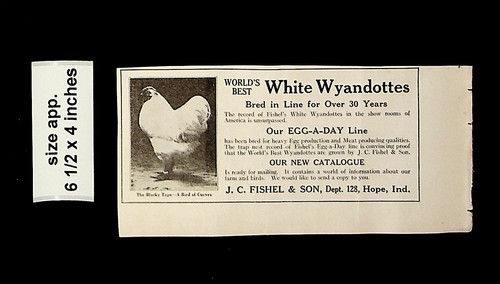 1921 white wyandottes chicken - 1921,
