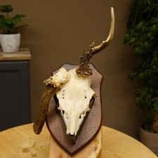 Abnormal Roe Deer Antlers Roe