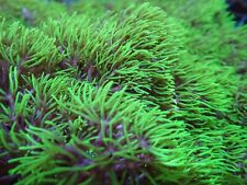 Branch Extreme Ultra Green