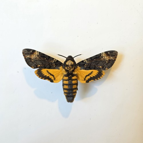 Acherontia atropos death head - acherontia,