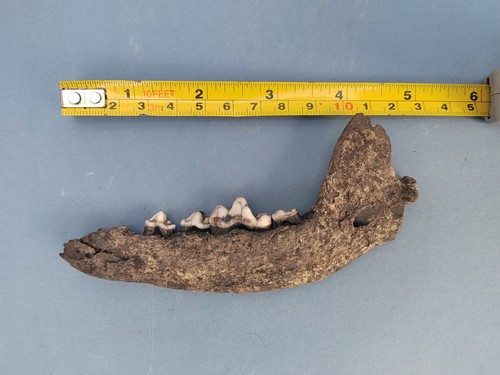 Wolf jaw fossil - with, teeth