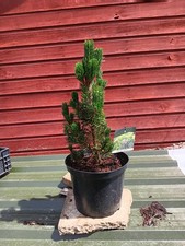 Pinus thunbergii Kotobuki - grafted  in 10L pot bonsai subject