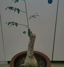 Sale Sale Dia 10cm Adenia perrieri WYSIWYG  Boutique Feature 2pcs