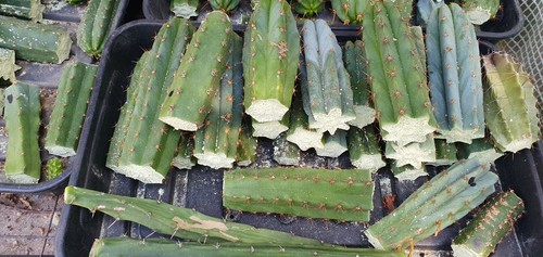 Grafting stocks x10 - x10, (10