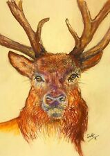 Red Deer Stag’s Head and