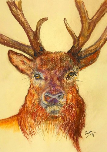 Red deer stag head - head, and