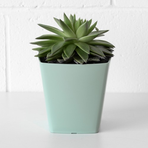 Silver sage small 14cm - small, square