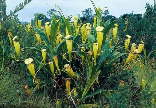 Nepenthes madagascariensis - madagascariensis,