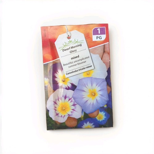 Dwarf morning glory - dwarf,
