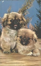 Adorable Pekingese Puppies
