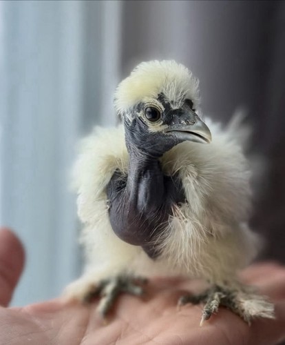 Calico show girl silkie cuckoo - calico,