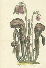 DARLINGTONIA CARNIVORE 1896 Antique Print FLOWERS English Botanical Engraving