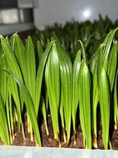 Trachycarpus Fortunei Hardy Palm Tree x10 Seedlings 